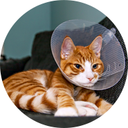 Surgical procedure