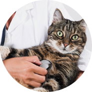 Animal hospital