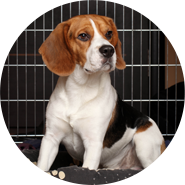 Kennels