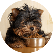 Dog food