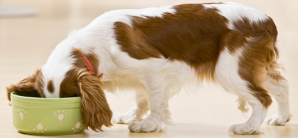 Dog food